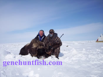 Muskox in the arctic